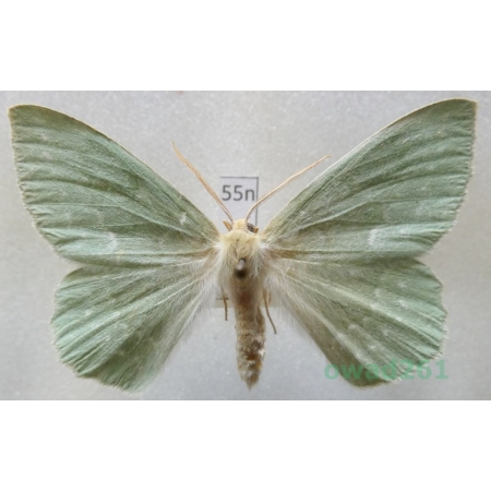 Geometra papilionaria (Linnaeus, 1758) Czech55n